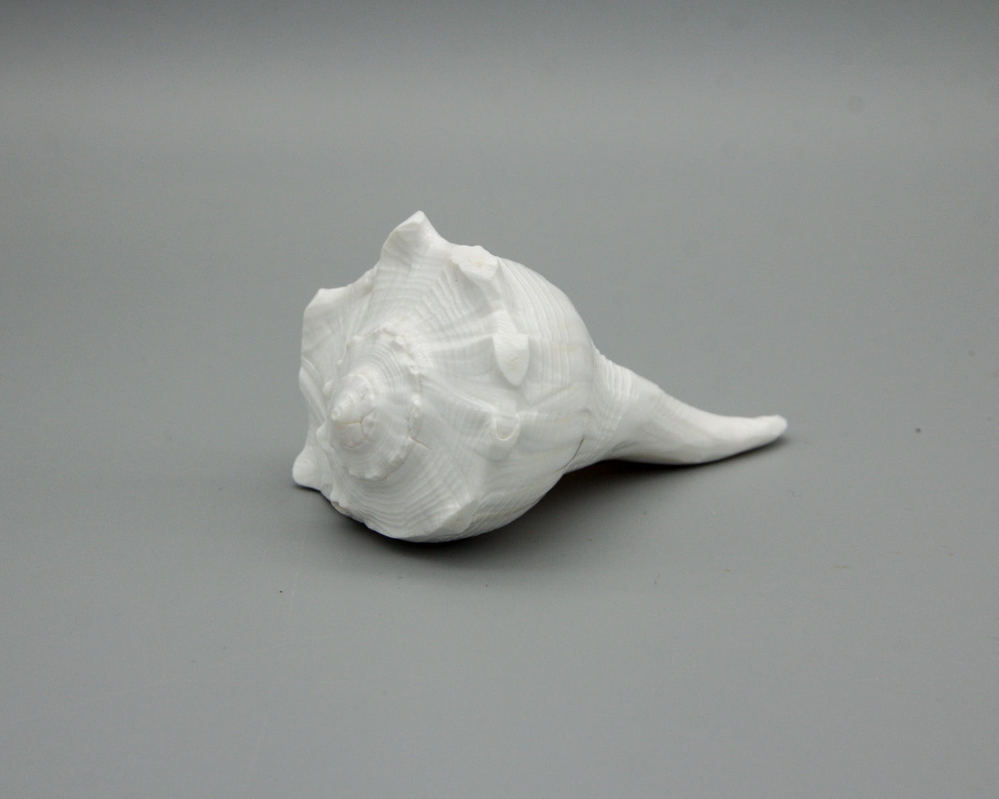 Muschelschale für Opfergaben II