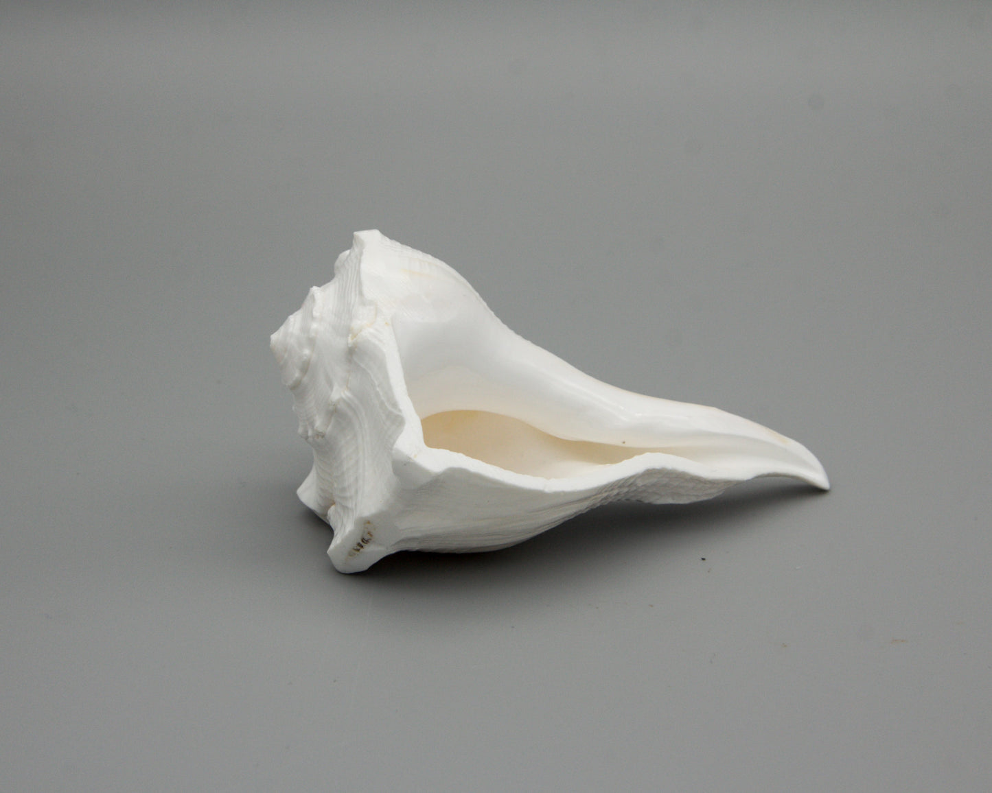 Conch Shell for Offerings - 10 cm