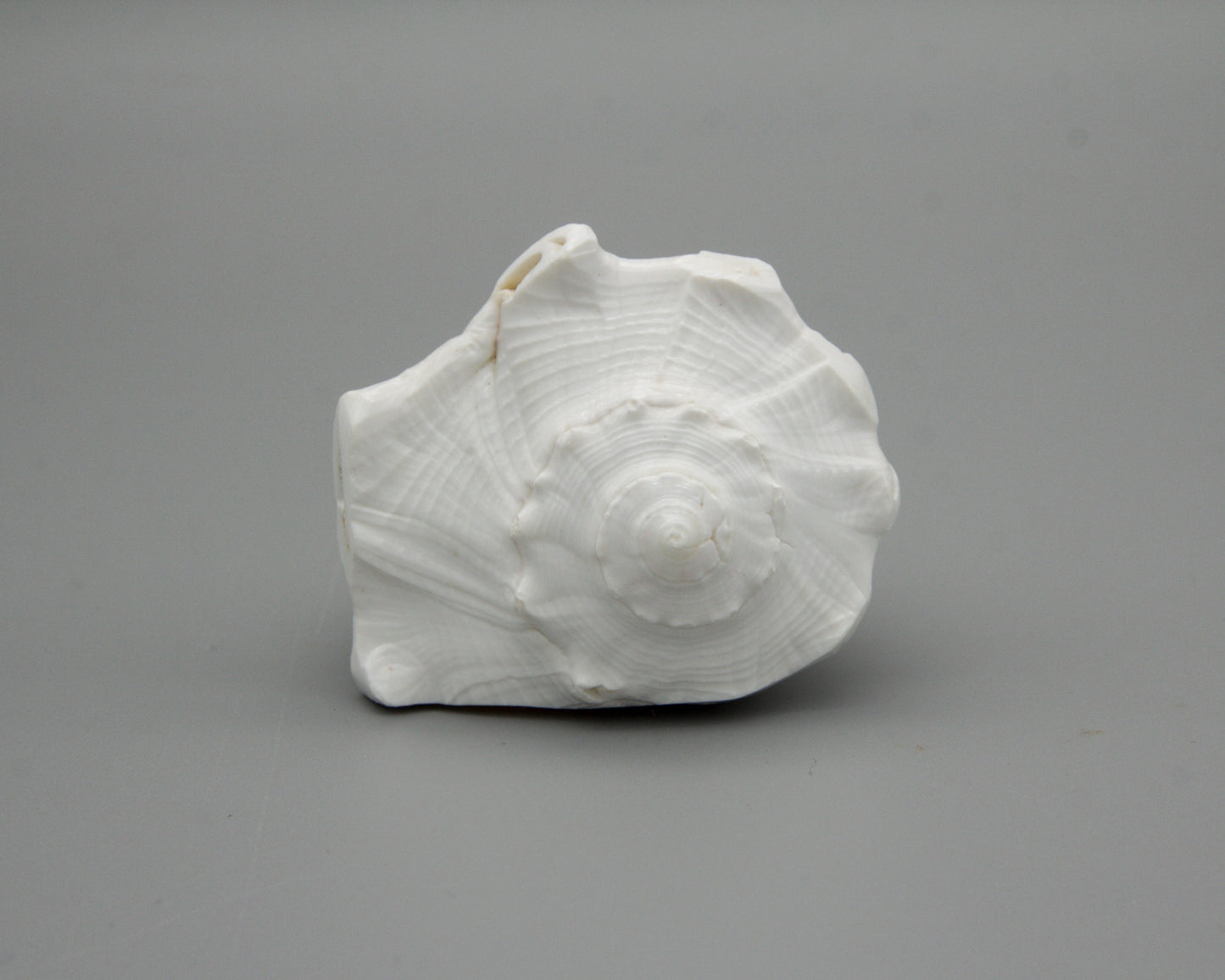 Conch Shell for Offerings - 10 cm